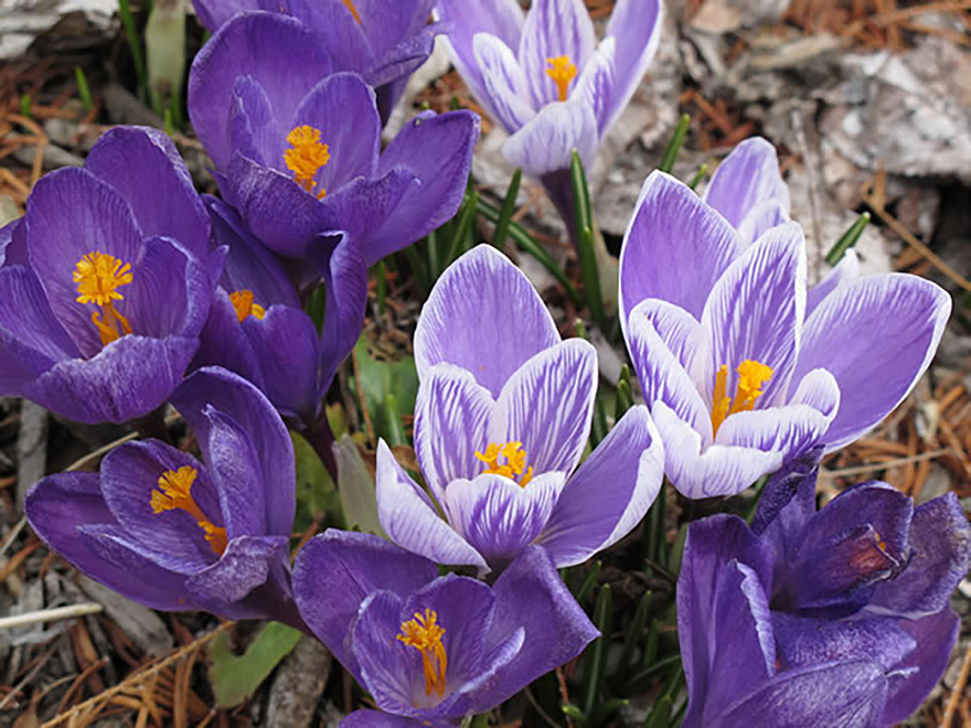 クロッカス(Crocus)/アヤメ科
