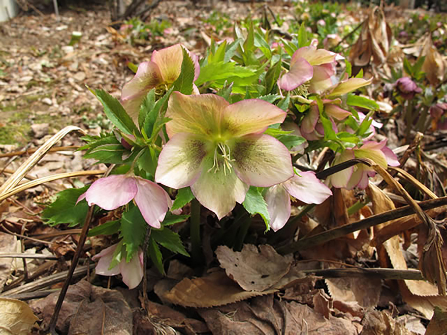 クリスマスローズ（Helleborus orientalis）／キンポウゲ科