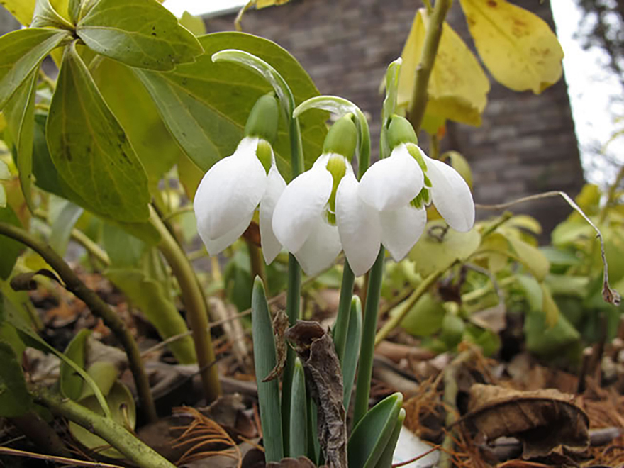 スノードロップ（Galanthus nivalis）／ヒガンバナ科