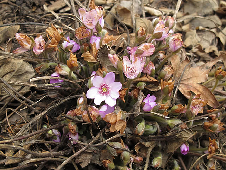 ユキワリソウ（Hepatica nobilis）／キンポウゲ科