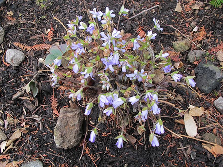 ユキワリソウ（Hepatica nobilis）／キンポウゲ科