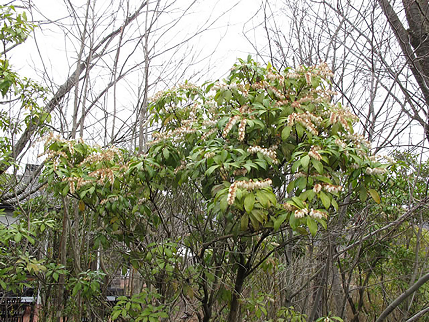 アセビ（Pieris japonica subsp）／ツツジ科