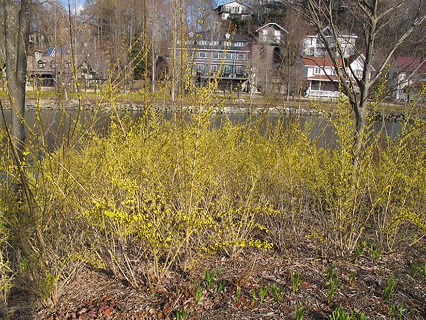 レンギョウ(Forsythia)/モクセイ科