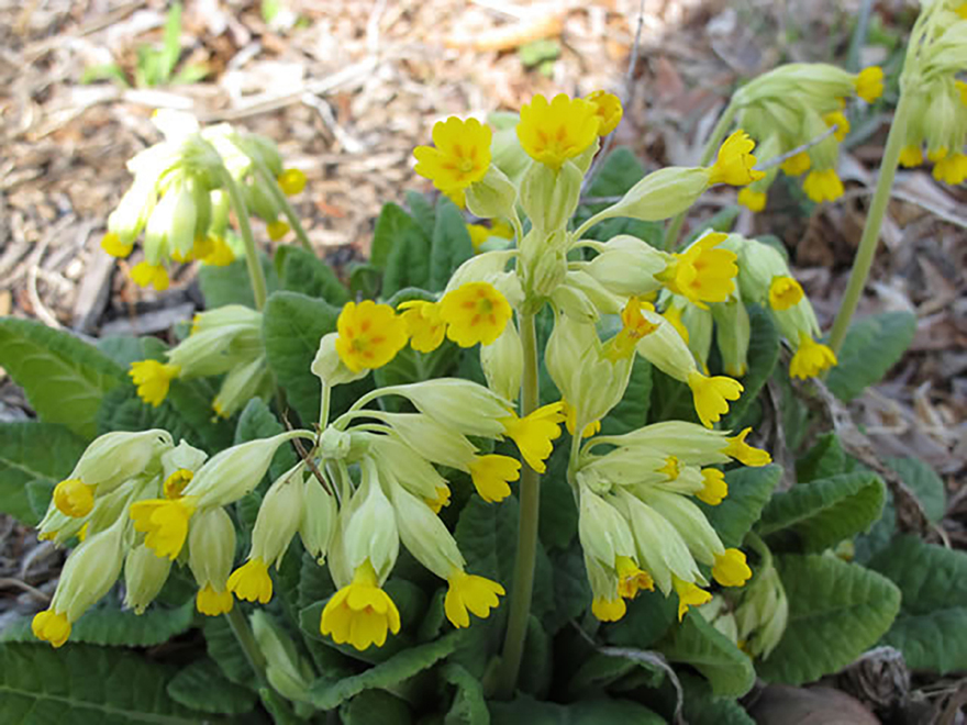 プリムラベリス(Primula veris)/ゴマノハグサ科