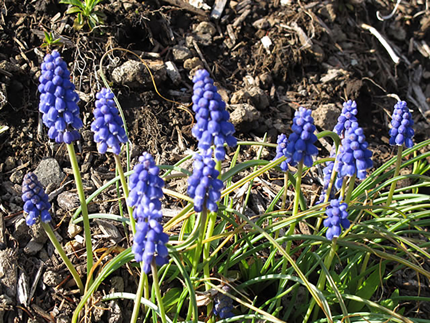 ムスカリ（Muscari）／ユリ科