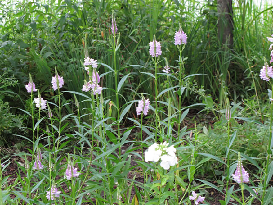 フィソステギア（Physostegia）／シソ科