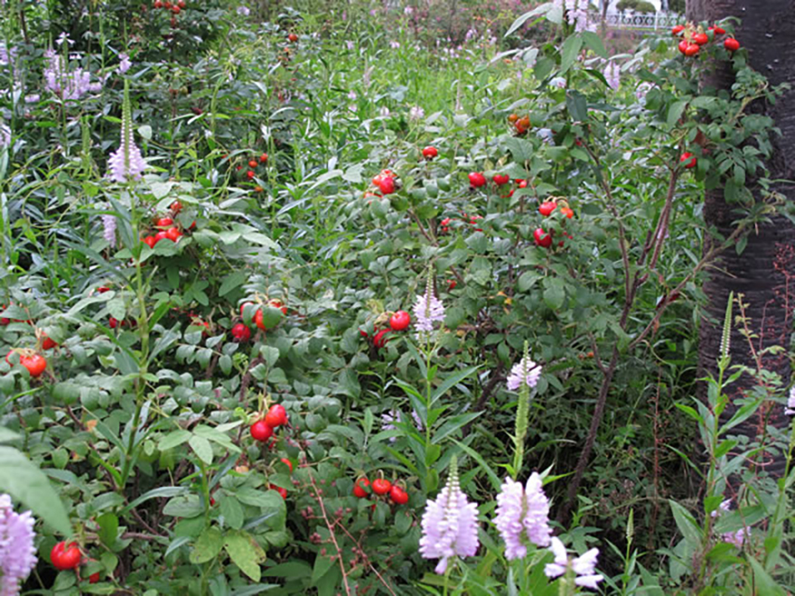 ハマナシ（Rosa rugosa）／バラ科