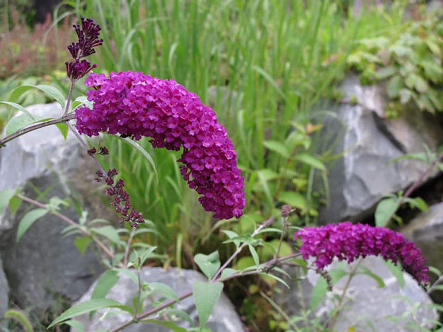 ブットレア ‘ブラックナイト’（Buddleja 'black knight'）／フジウツキ科