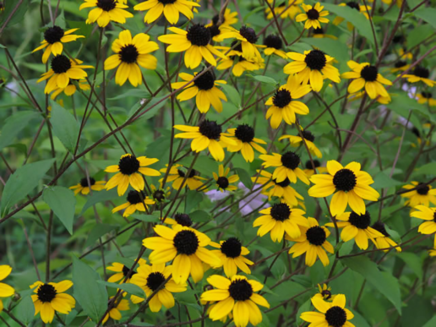 ルドベキア トリロバ（Rudbeckia triloba）／キク科