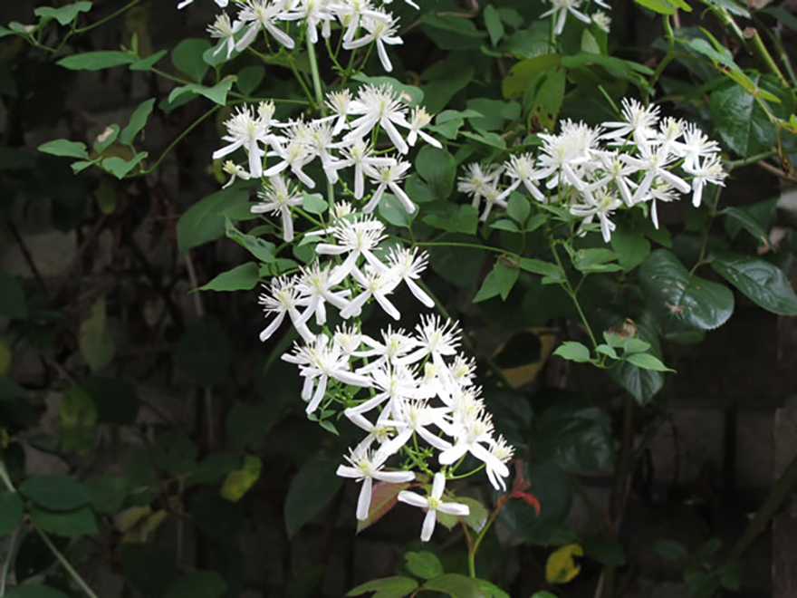 センニンソウ（Clematis terniflora）／キンポウゲ科