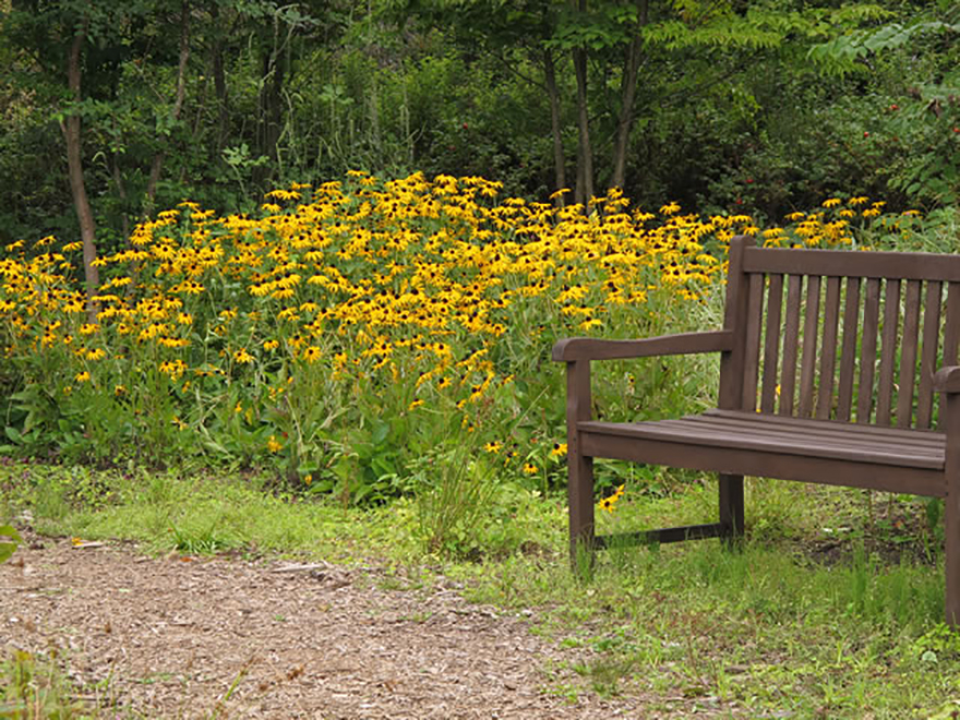 ルドベキア ゴールドスターム（Rudbeckia 'Goldsturm'）／キク科