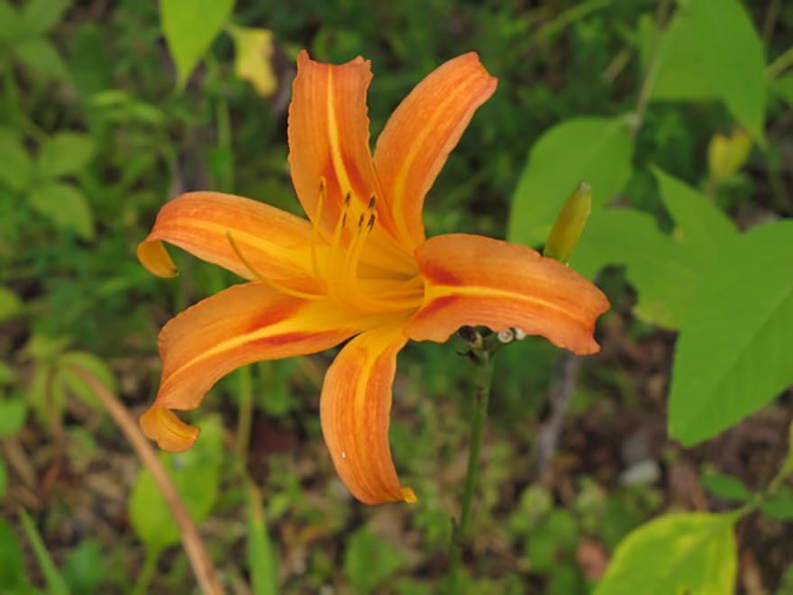 ヘメロカリス（Hemerocallis）／ユリ科