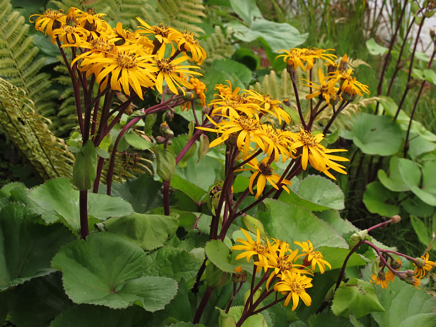 リグラリアデンタータ（Ligularia dentata）／キク科