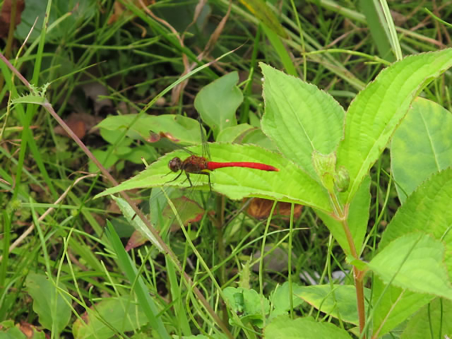 アキアカネ（Sympetrum frequeus）／トンボ科