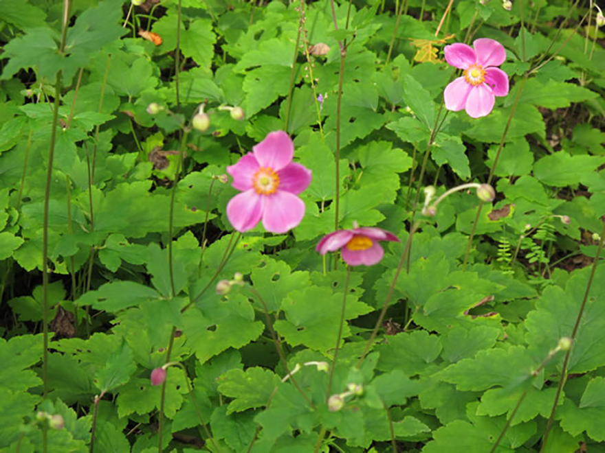 シュウメイギク ダイアナ（Anemone 'Diana'）／キンポウゲ科