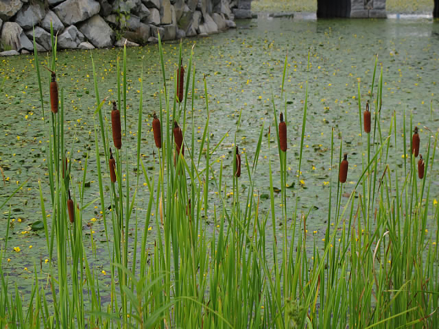 ガマ（Typha latifoloa）／ガマ科