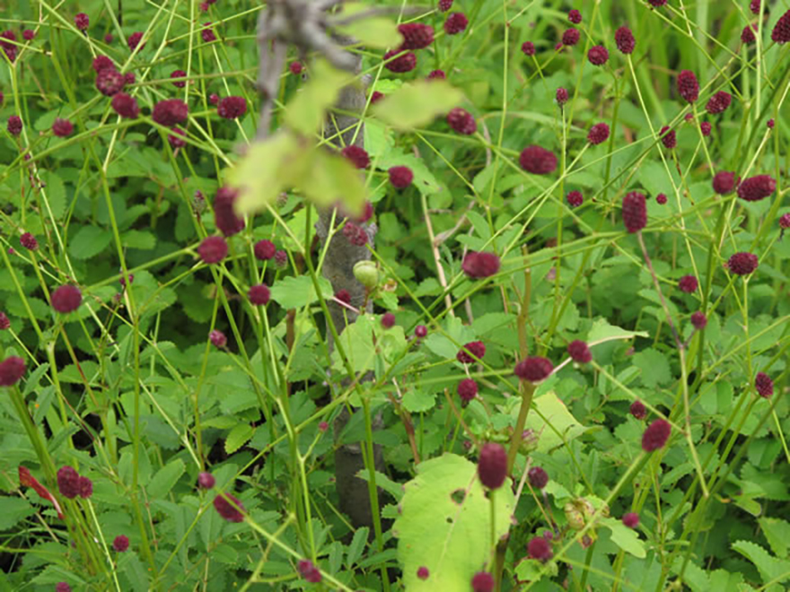 ワレモコウ（Sanguisorba officinalis）／バラ科