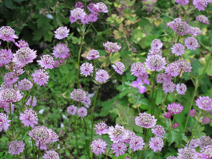 アストランティア マヨール(Astrantia major)/キンポウゲ科