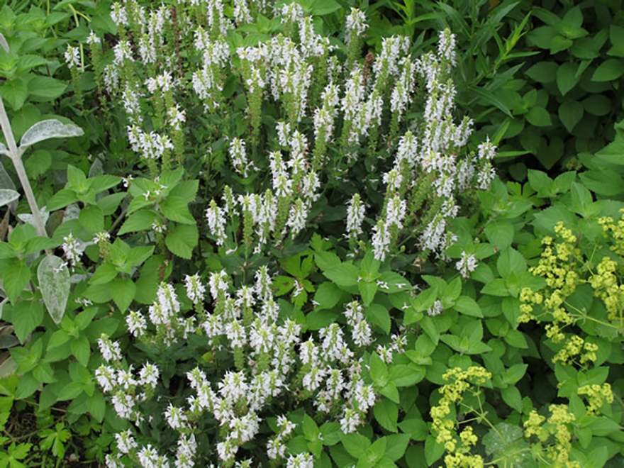 サルビア ネモローサ白花（Salvia nemorosa 'Alb'）／シソ科