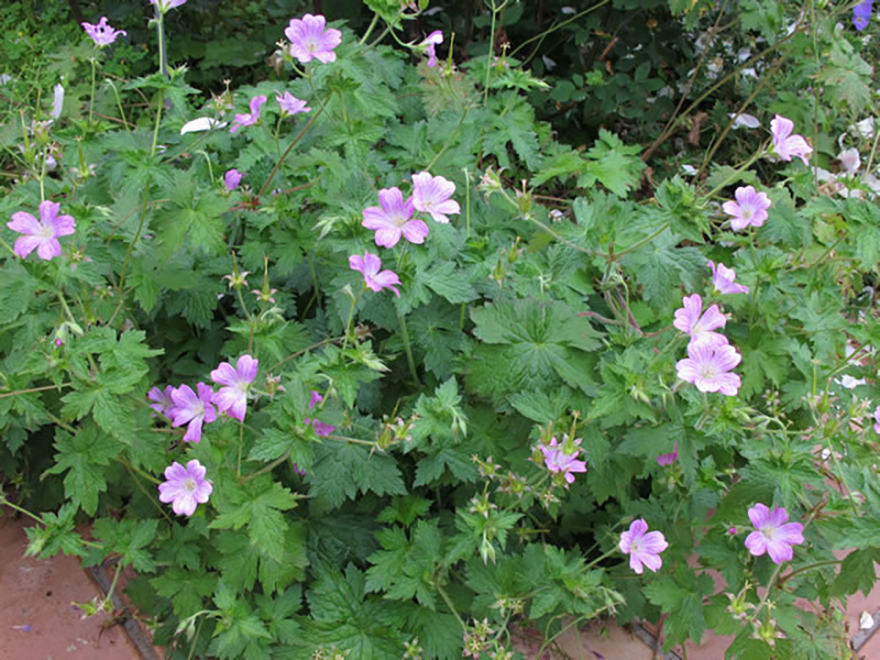 ゲラニウム ‘クラリジットドュルース’（Geranium 'ClavidgeDruce'）／フウロソウ科