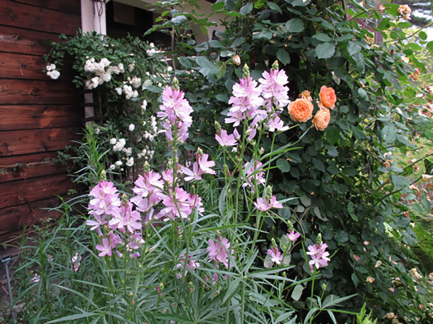 シダルセア(Sidalcea)/アオイ科