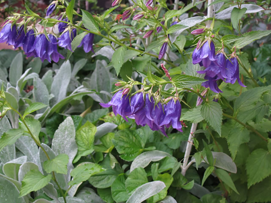 カンパニュラ ‘ケントベール’（Campanula 'Kent Bell'）／キキョウ科