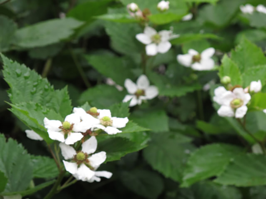 ブラックベリー（Rubus fruticosus）／バラ科