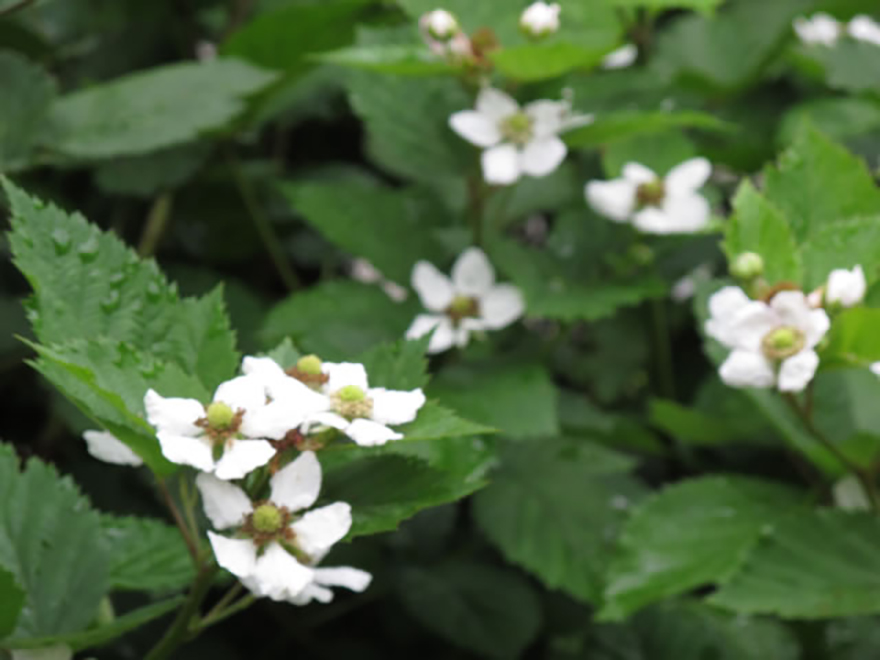 ブラックベリー(Rubus fruticosus)/バラ科