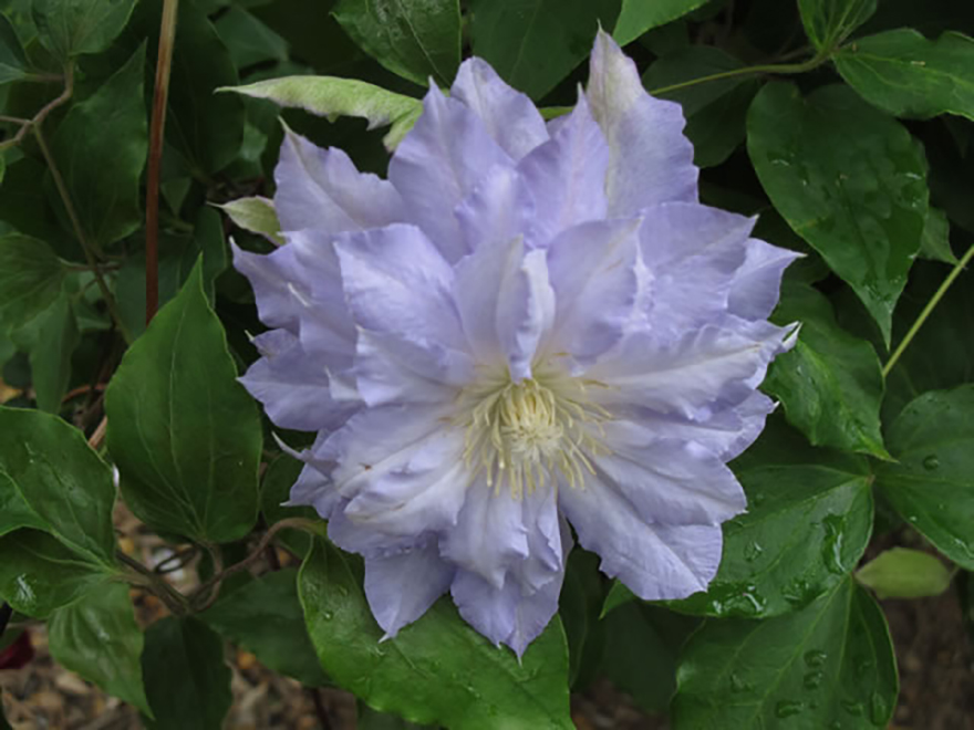 クレマチス（Clematis）／キンポウゲ科