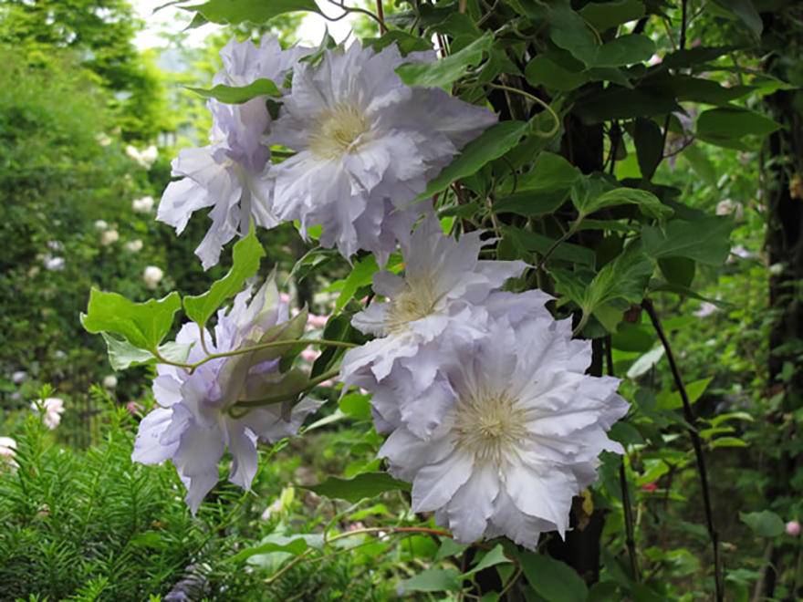 クレマチス（Clematis）／キンポウゲ科