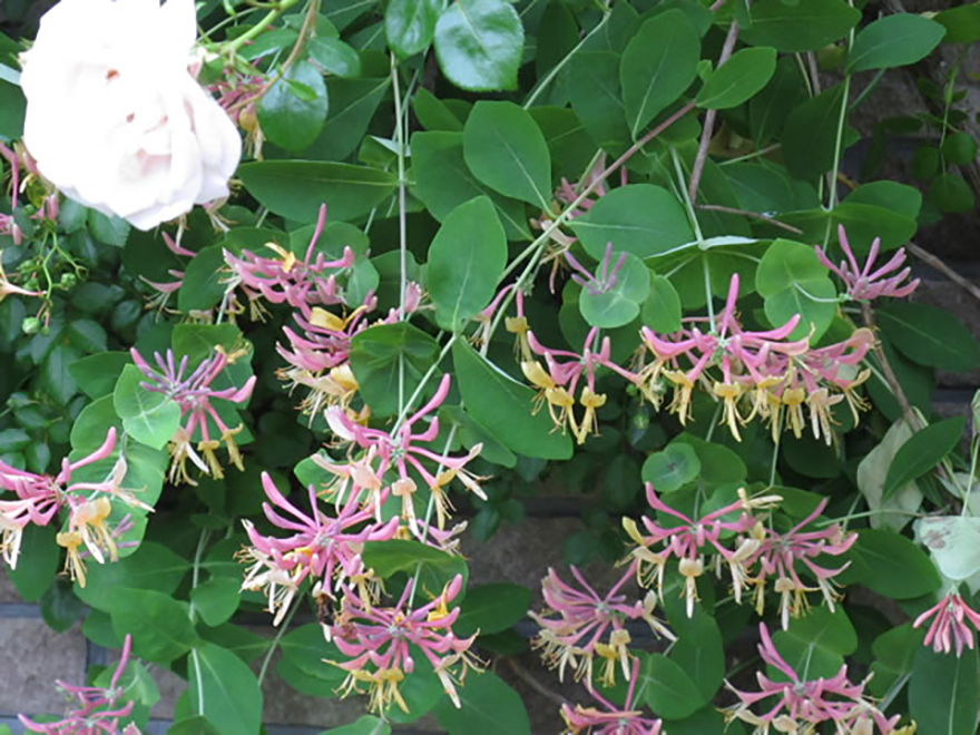 ハニーサックル（Lonicera Periclymenum）／スイカズラ科