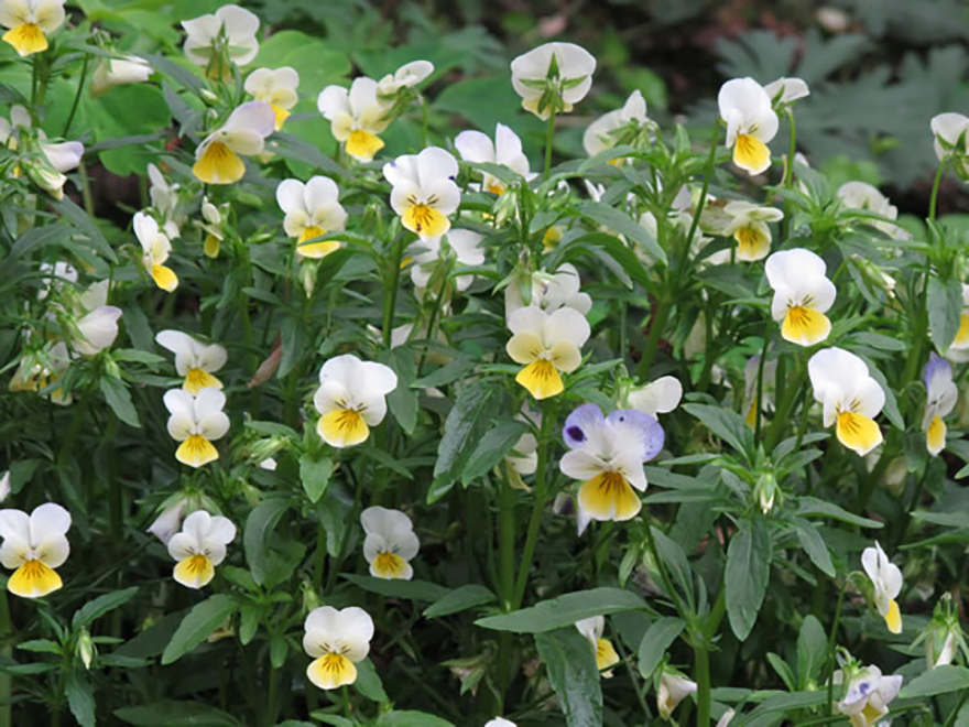 ビオラ(Viola)/スミレ科