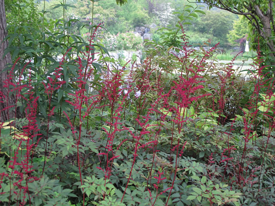 アスチルベ ‘ファナル’（Astilbe 'Fanal'）／ユキノシタ科