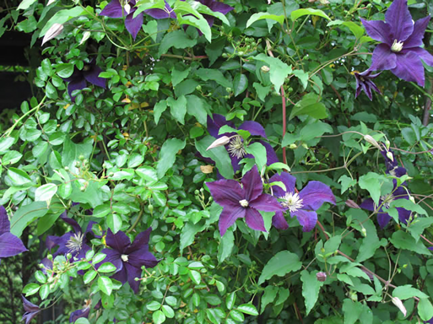 クレマチス(Clematis)/キンポウゲ科