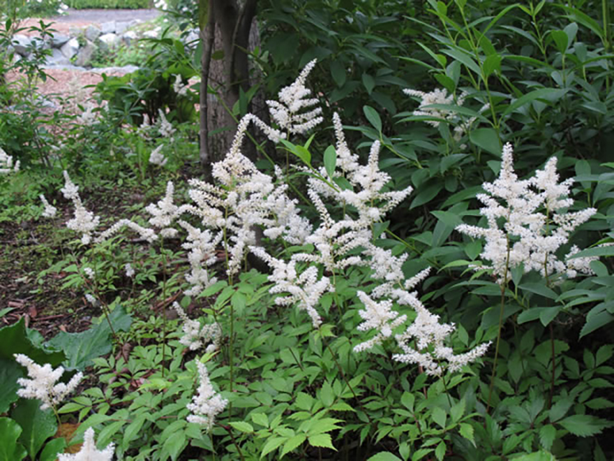 アルンカス ディオイカス（Aruncus dioicus）／バラ科