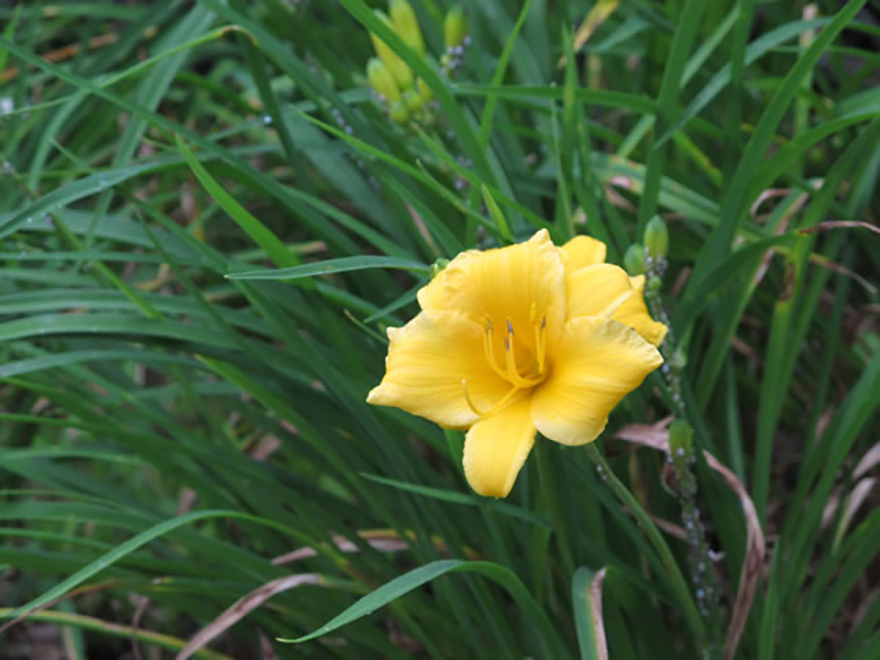 ヘメロカリス(Hemerocallis dumortieri)/ユリ科