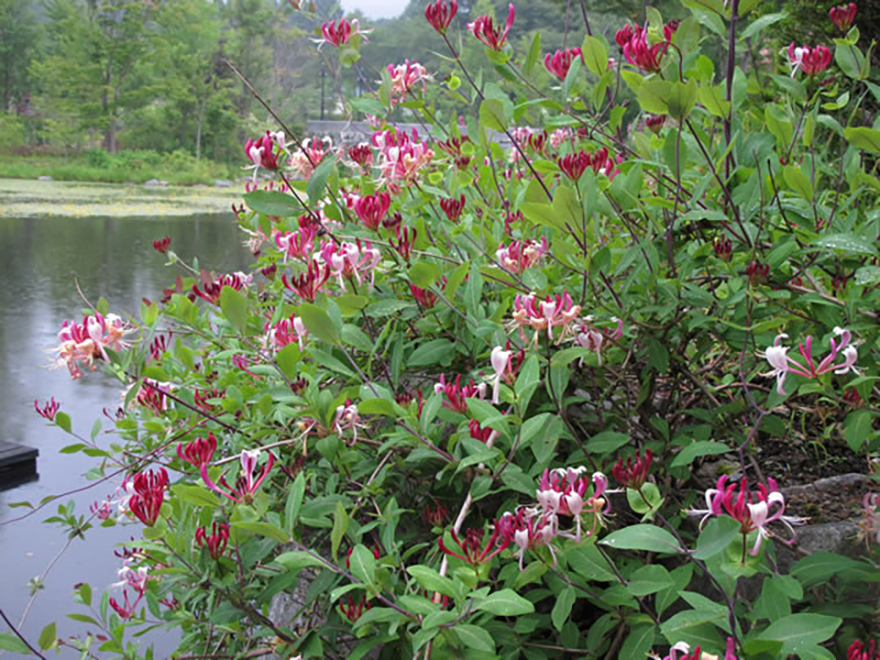 ハニーサックル（Lonicera japonica）／スイカズラ科