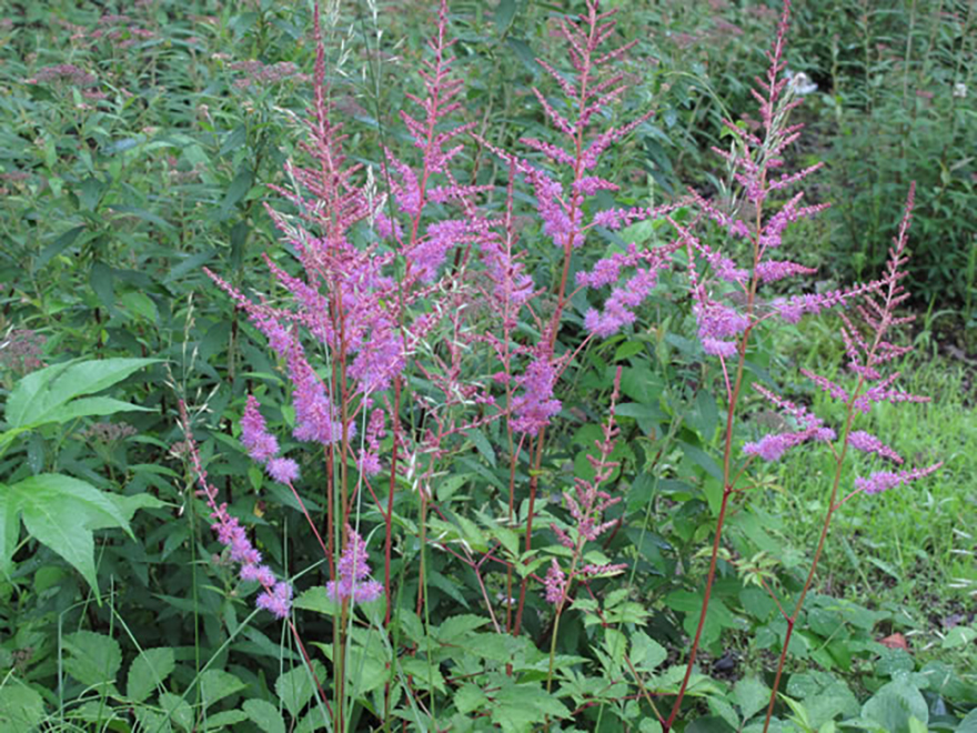 アスチルベ ラブアンドプライド(Astilbe Loveandpride)/ユキノシタ科