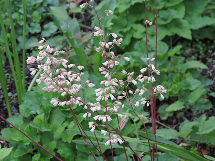 ツボサンゴ（Heuchera）／ユキノシタ科