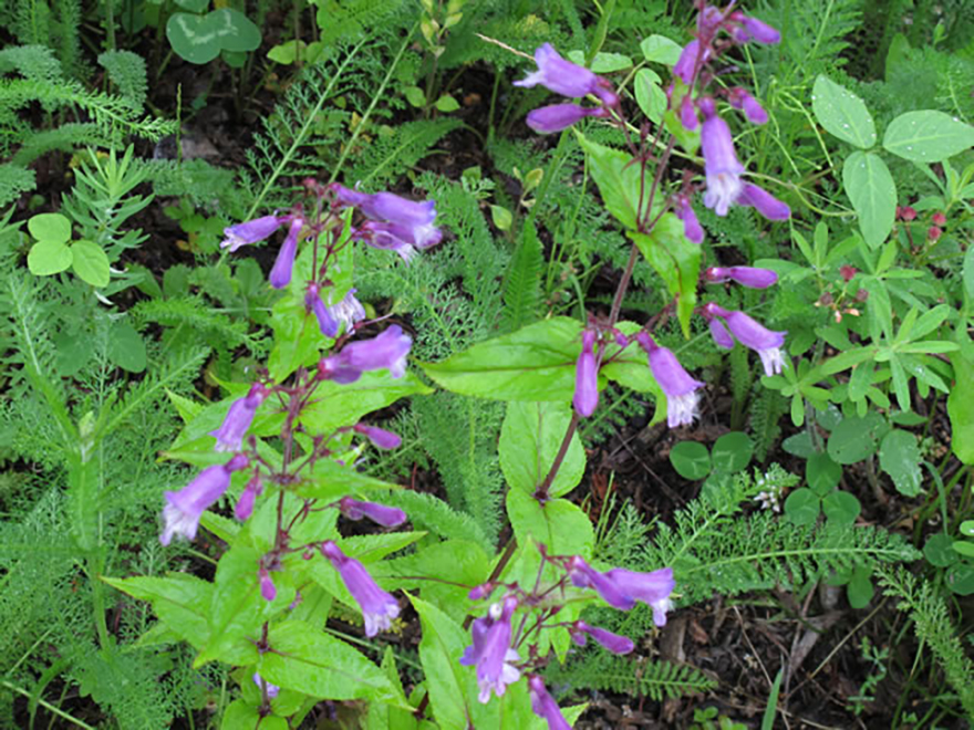 ペンステモン（Penstemon）／ゴマノハグサ科