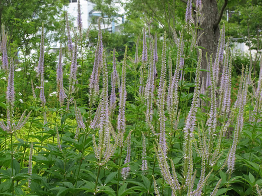 クガイソウ(Veronica strum sibillicum)/キク科
