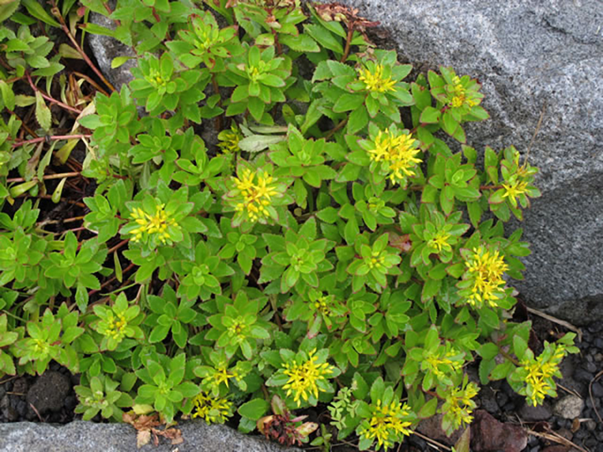 セダム（Sedum）／マンネングサ科