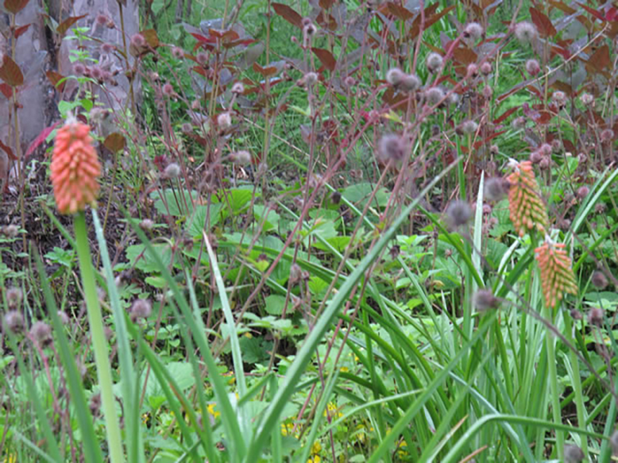 トリトマ ‘フラメンコ’（Kniphofia 'Flamenko'）／ユリ科