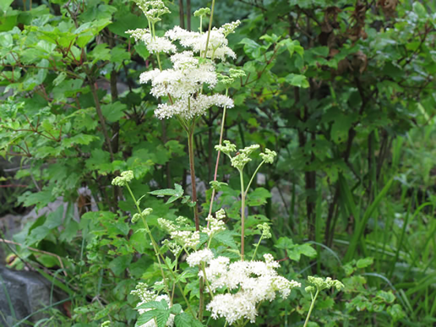 ロクベンシモツケ（Filipendula vulgaris）／バラ科