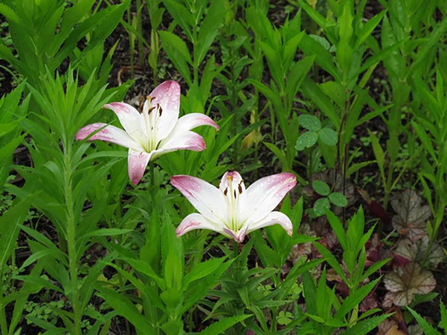ユリ(Lilium)/ユリ科