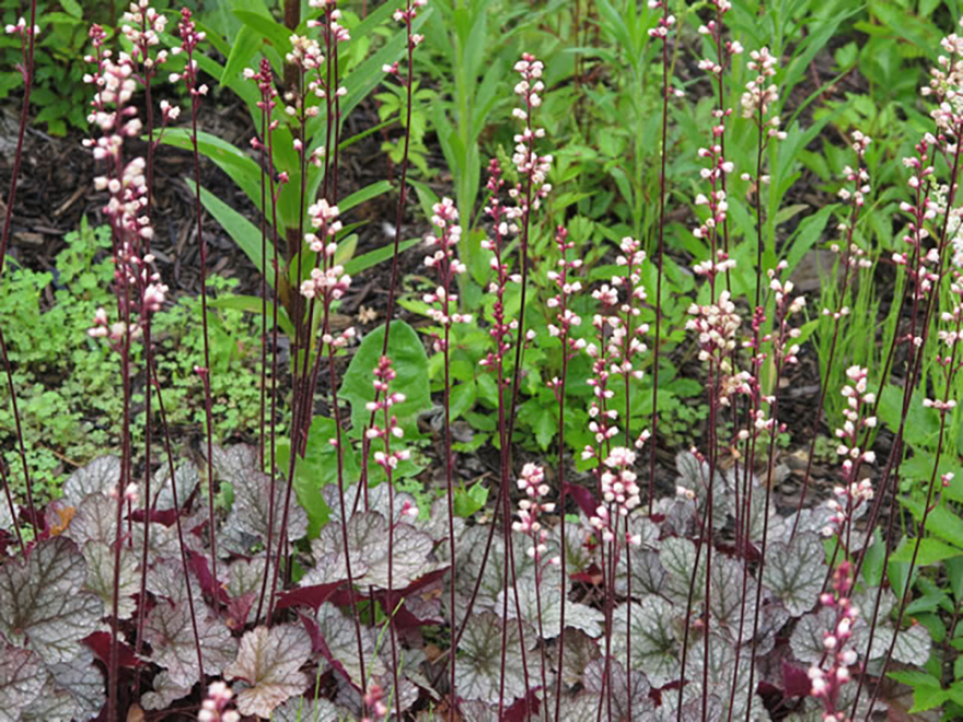 ツボサンゴ（Heuchera）／ユキノシタ科