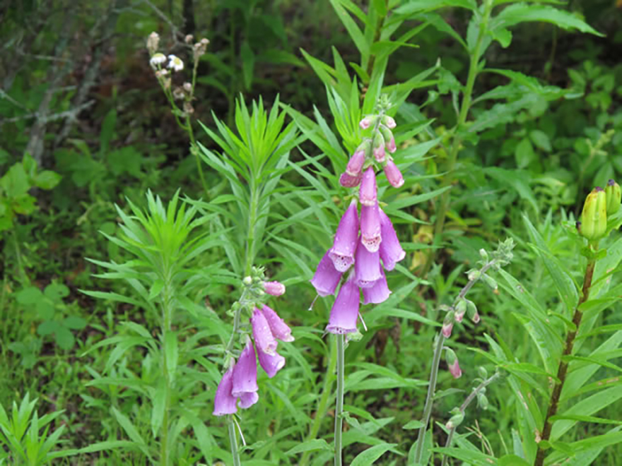 ジキタリス(Digitalis purpurea)/ゴマノハグサ科