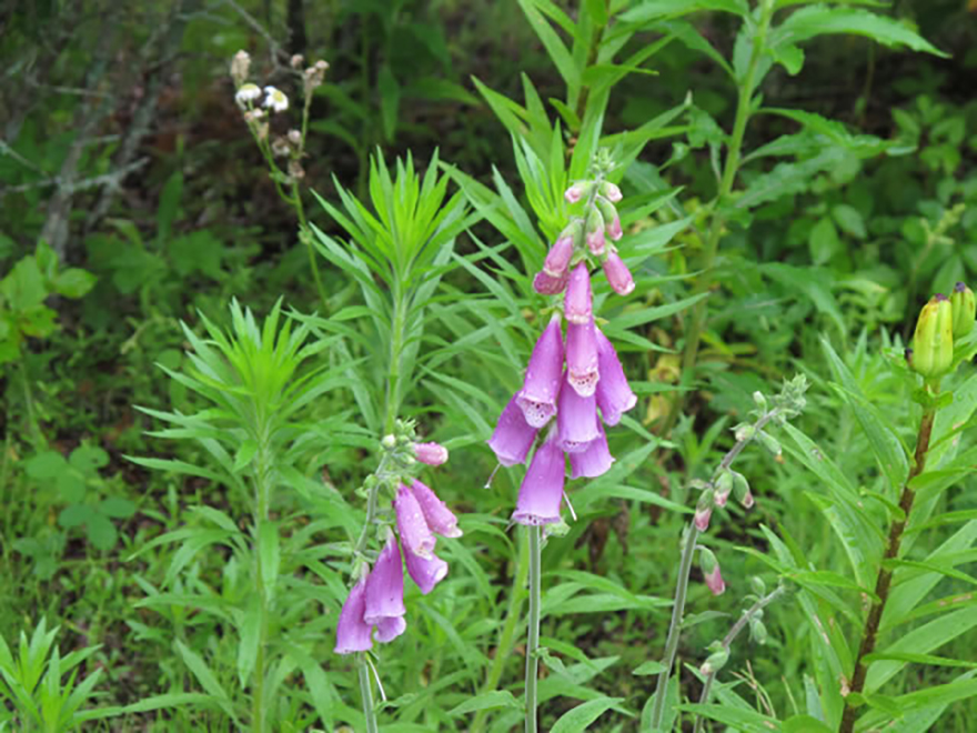 ジキタリス（Digitalis purpurea）／ゴマノハグサ科