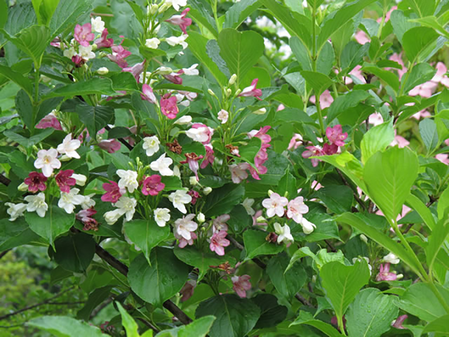 ハコネウツギ（Weigela coraeensis）／スイカズラ科