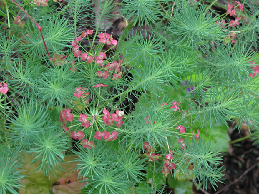 ユーフォルビア キパリシアス（Euphorbia cyparissias）／トウダイグサ科